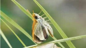 Only nine of these butterflies were found across the US in 2022; three years later researchers released more than 1,300 to rebuild the species
