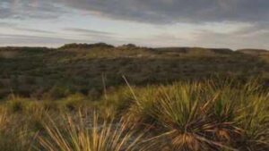 In 1969, a Church’s Fried Chicken co-founder bought 3,000 acres of neglected Texas ranchland; decades of restoration brought long-absent springs and flowing water back
