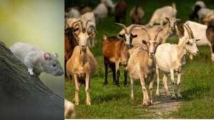 In 2017, Antigua and Barbuda removed over 6,000 rats and starving goats from Redonda; by 2019, vegetation rose over 20-fold and ground lizards eightfold