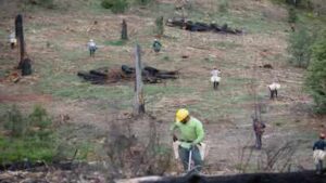 Ranch Fire: California’s Ranch Fire burned 459,123 acres in 53 days; eight years later, crews planted 71,000 seedlings across the scar in eight days