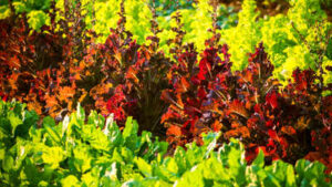 Researchers used a gene gun to make lettuce and tobacco produce cattle and pig myoglobin, the protein that gives meat its red colour and umami flavour