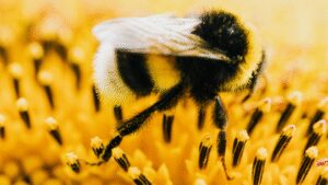 Scientists say rising carbon dioxide is shrinking populations of the world’s largest bees |