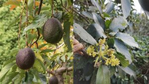 Scientists solve the 100-year-old mystery behind why avocado flowers change sex over two days |