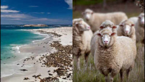 In 1850, a California rancher brought 45 sheep to San Miguel Island; by 1862 there were 6,000, and after grazing denuded the island the last 148 were eliminated in 1966