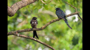 In 1935, black drongos were introduced on Rota to control crop pests; decades later the aggressive birds spread to Guam and became a threat to native birds