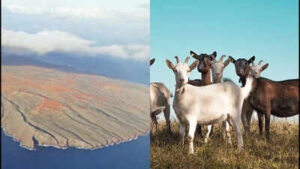 In 1793, goats were introduced to Hawaii’s Kahoʻolawe; their population later reached about 50,000, and 200 years later the last feral goat was removed after severe vegetation loss and erosion