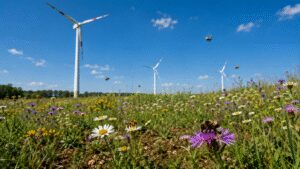 The ground beneath 394-foot wind turbines in Poland became unexpected nesting and feeding grounds for wild bees in farmland