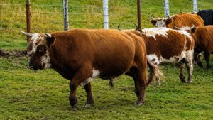 These cattle were left to survive alone on an Alaskan island; generations later, their DNA was unlike most US breeds﻿ | World News