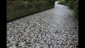 Tons of fish die in Polish canal as toxic golden algae bloom sparks fears of another major ecological disaster﻿ | World News