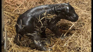 Toronto gets its own ‘Moo Deng’; pygmy hippo calf born to 20-year-old mother, took first steps within minutes of birth