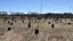 A 112-acre New Jersey restoration project is planting about 50,000 native trees and shrubs, creating vernal pools and rebuilding Raritan River floodplain habitat