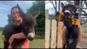 Georgia police officer who killed 1-year-old donkey HeeHaw says the miniature donkey charged at him; owner says ‘he was my kid’