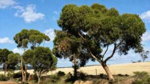 Australia planted eucalyptus trees to fight rising soil salinity; decades later scientists found the plantations were changing groundwater but not the soil nature | World News