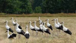 White storks vanished from Southern Sweden in the 1950s; a wetland revival now aims to support 100 breeding pairs |