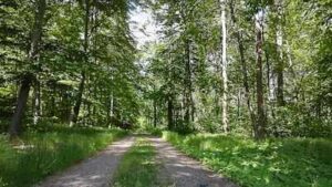 In 1831, Sweden planted 300,000 oak trees for future warships; 144 years later, the Navy didn’t need them anymore | World News