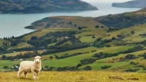 New Zealand home values hit three-year low as buyers remain cautious