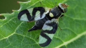 In 1973, Montana released a gall fly to control spotted knapweed; decades later, the biocontrol program was linked to over 3 times more hantavirus-positive deer mice