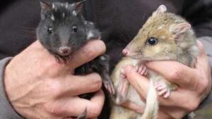Australia’s endangered eastern quolls have welcomed new joeys; after vanishing from the mainland for 60 years, the species is now breeding again in a rare conservation comeback
