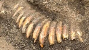 Archaeologists were excavating a Roman cemetery in Poland when they found a much older man buried with two decapitated human heads, 42 animal teeth and a battle axe