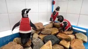 As El Niño intensifies, scientists in Chile are making a vulnerable penguin species wear copper vests to help them heal faster
