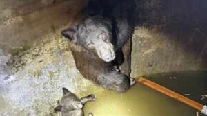 Hikers heard ‘howling’ from a California water tank; rescuers found a mother bear and her cubs trapped inside and spent hours freeing them