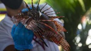 Brazil’s Porto Seguro is paying $10 for each captured lionfish; nearly 500 have been removed as they threaten native reefs and local fisheries