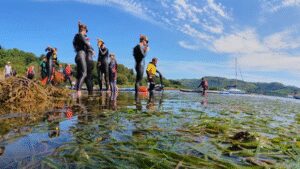Britain’s seagrass meadows were disappearing; a Scottish community transplanted mature shoots instead of seeds and achieved 97% survival | World News