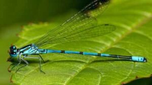 Nearly 70 years after Tucson’s Santa Cruz River ran dry, 2.8 million gallons of reclaimed water began flowing daily; within 4 months, 37 dragonfly and damselfly species were recorded