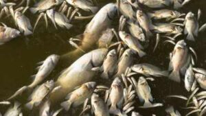 Seattle opened light rail across the I-90 floating bridge in March; five months later about 2,000 fish have died near electrical equipment hanging into Lake Washington
