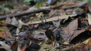 A ‘devil flower’ with no leaves, no branches, no green part has been discovered in a Thai forest, scientists say its bizarre appearance is hiding an even stranger secret