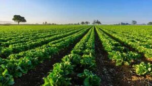 A North Florida family permanently protected 816.46 acres with a $2.665 million easement; farming can continue while the land stays undeveloped inside a 1.6-million-acre wildlife corridor