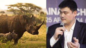 NBA star Yao Ming saw elephants and rhinos killed for ivory and horns; he later became a leading wildlife conservation campaigner in China | World News