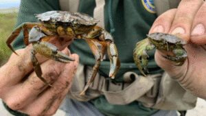 New England has battled invasive green crabs for more than 200 years; now people are eating the destructive species in a bid to protect shellfish, wetlands and coastal ecosystems