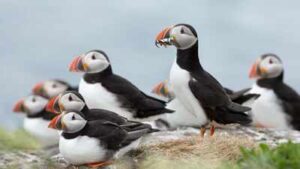 In 2002, Lundy began its rat-eradication project; puffins later rose from 13 in 2000 to 1,335, and more than 40,000 seabirds now nest on the island