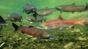 In 2024, four Klamath River dams came down, reopening habitat blocked for over a century; in two salmon runs, 21,052 Chinook moved upstream and reclaimed 88% of their historic range