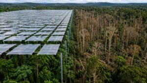 Scientists covered an Amazon rainforest plot with 6,000 panels to block half its rain; large trees died and biomass fell by a third |