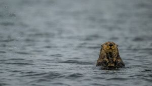 Sea Otters were successfully reintroduced in Canada after their extinction due to fur trade, protecting the kelp populations; but now they are threatening a ‘local delicacy’