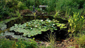 In 2017, a 14-year-old Virginia girl dug a backyard pond for a school project; 9 years later, it has become a thriving wildlife ecosystem