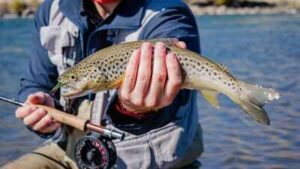 From 1870 to 1988, California stocked mountain lakes with trout for anglers; the fish helped push yellow-legged frogs from 92% of their historic Sierra Nevada range