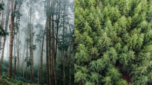 Uruguay planted eucalyptus and pine forests across grasslands; 20 years later, scientists found rivers were carrying much less water | World News