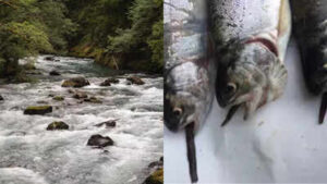From 1915 to 1972, Mount Rainier stocked more than 9 million fish into naturally fishless waters; today 35 mountain lakes still hold breeding non-native populations that displace amphibians and alter ecosystems